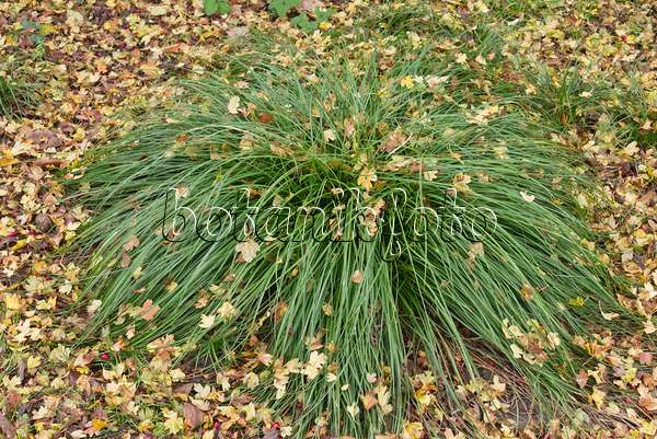 576003 - Prickly sedge (Carex muricata)