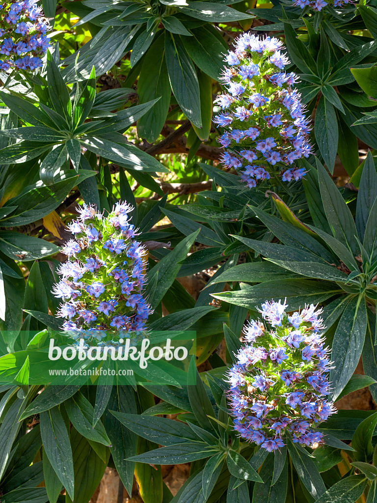 424021 - Pride of Madeira (Echium candicans)