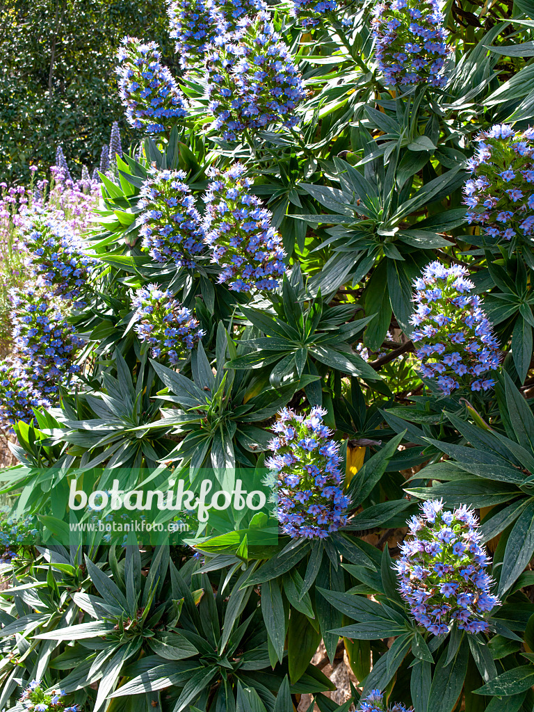 424022 - Pride of Madeira (Echium candicans)