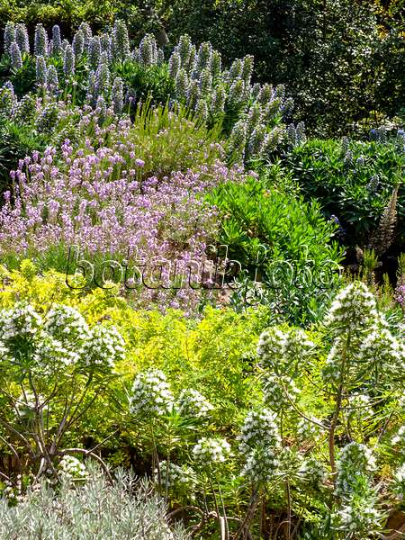 424023 - Pride of Madeira (Echium candicans), viper's bugloss (Echium aculeatum) and wallflower (Erysimum bicolor)