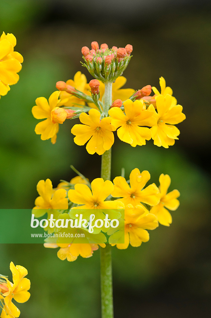 533523 - Primevère à étages (Primula bulleyana)