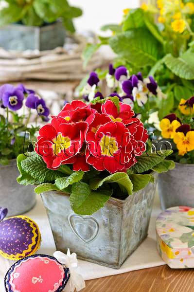 483071 - Primevère acaule (Primula vulgaris syn. Primula acaulis) et pensées à corne (Viola cornuta)