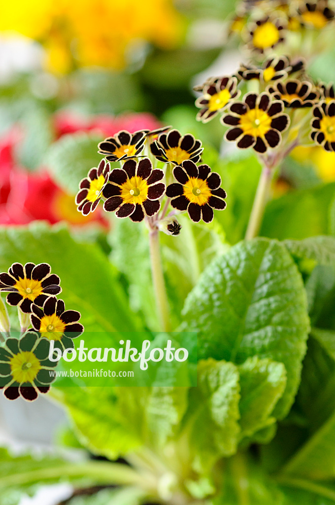 483072 - Primevère des bois (Primula elatior 'Victoriana Silver Lace Black')