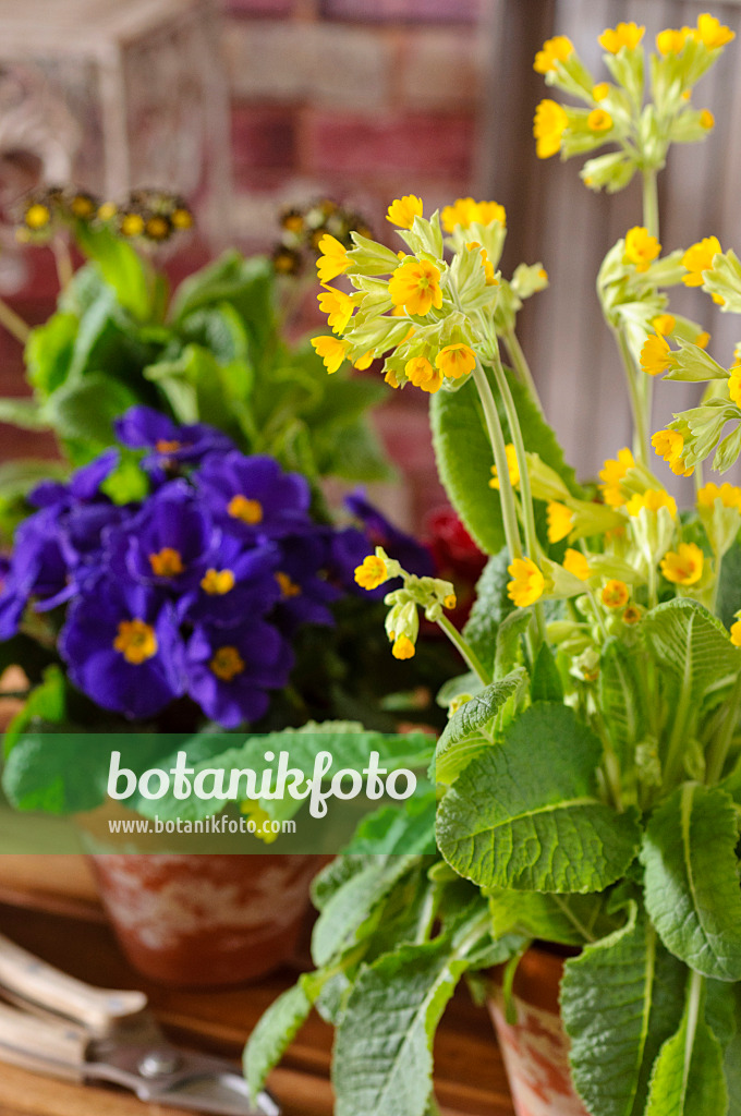 483085 - Primevère officinale (Primula veris 'Cabrillo')