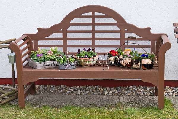542005 - Primevères (Primula) et violettes (Viola) dans des pots sur un banc de jardin