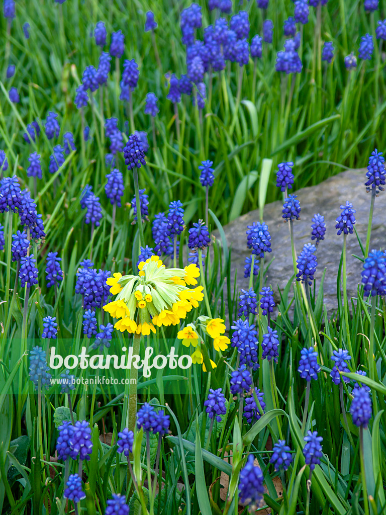 437134 - Primrose (Primula) and common grape hyacinth (Muscari neglectum)