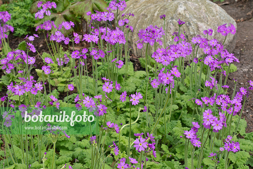 570023 - Primrose (Primula cortusoides)