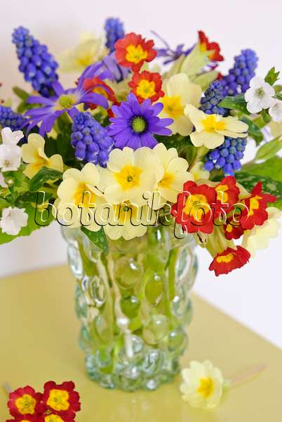 465096 - Primrose (Primula), grape hyacinth (Muscari), Grecian windflower (Anemone blanda) and Bethlehem sage (Pulmonaria saccharata 'Sissinghurst White')