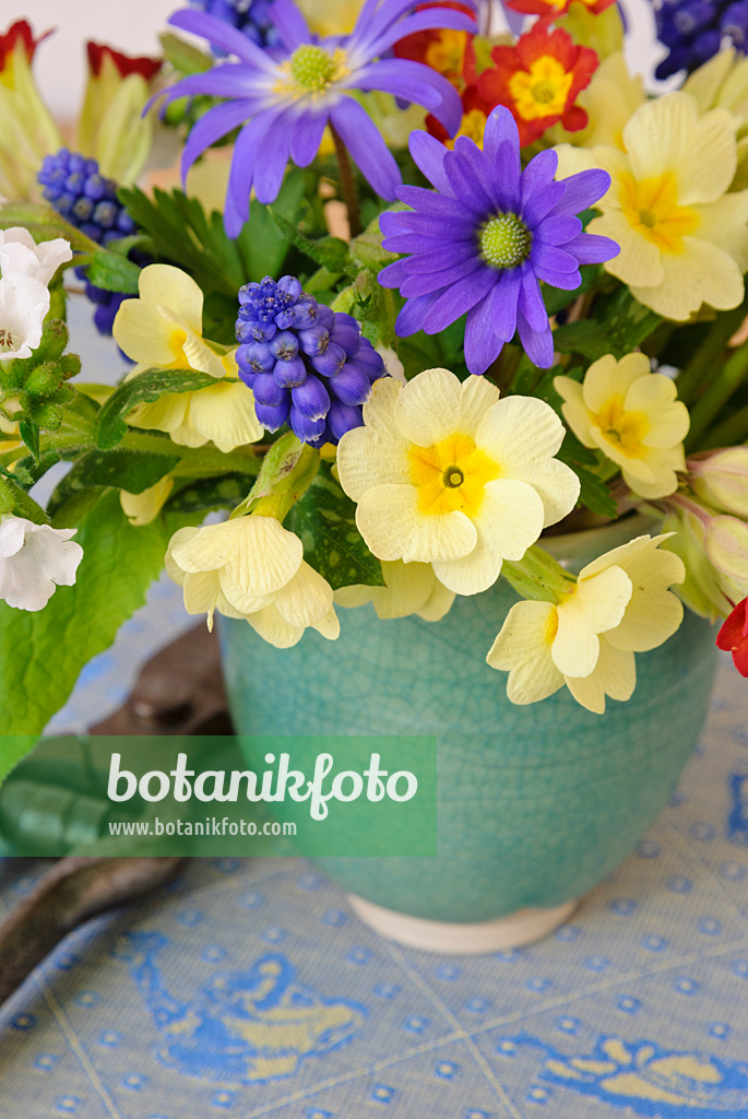 465100 - Primrose (Primula), grape hyacinth (Muscari), Grecian windflower (Anemone blanda) and Bethlehem sage (Pulmonaria saccharata 'Sissinghurst White')