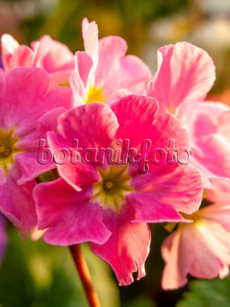 442102 - Primrose (Primula obconica)