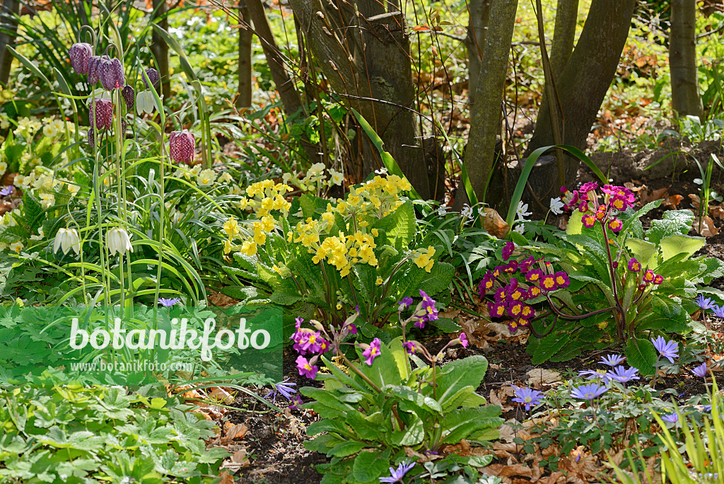 554039 - Primroses (Primula), snake's head (Fritillaria meleagris) and Grecian windflower (Anemone blanda)