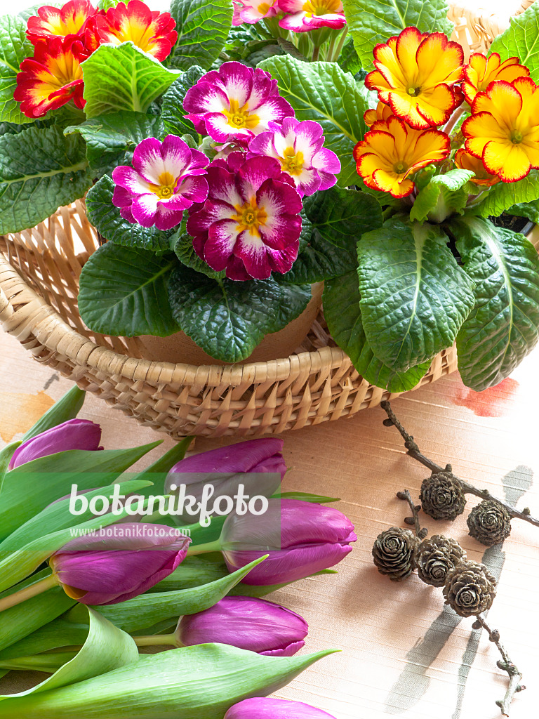 433025 - Primroses (Primula) and tulips (Tulipa)