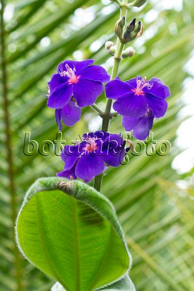 550010 - Princess flower (Tibouchina multiflora)
