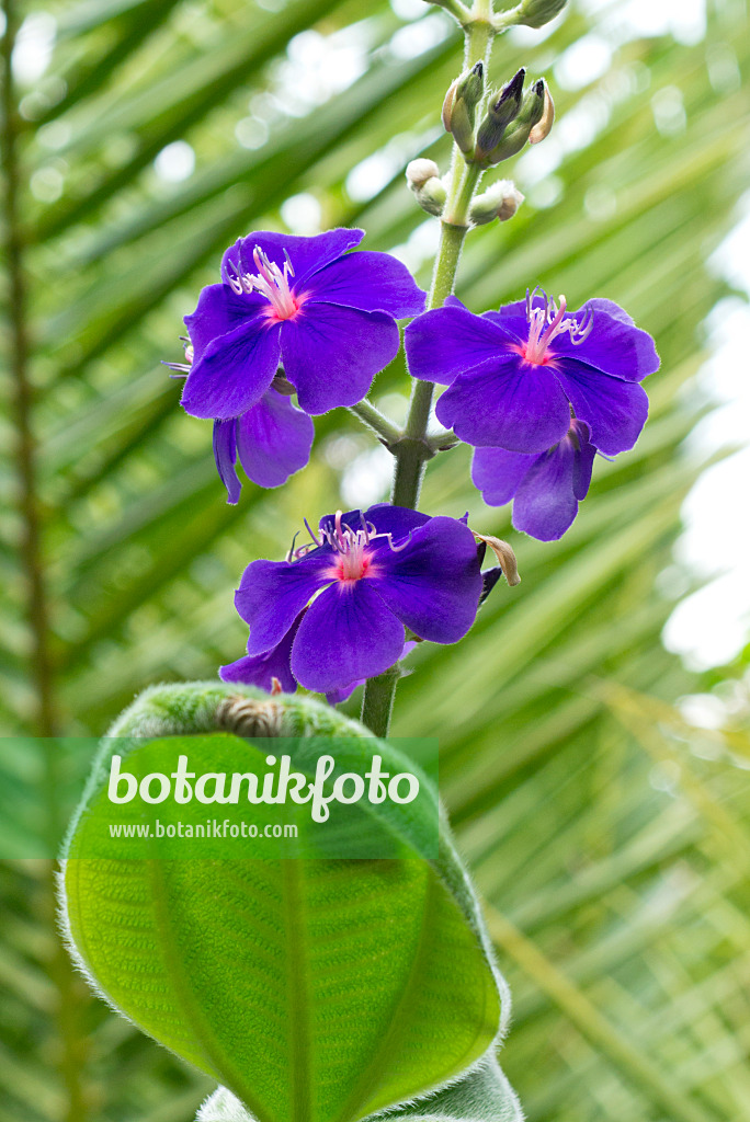 550010 - Princess flower (Tibouchina multiflora)