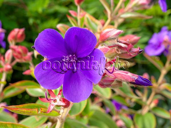 441026 - Princess flower (Tibouchina urvilleana)