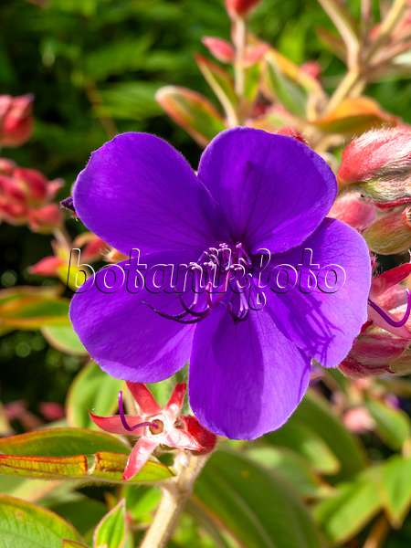 441027 - Princess flower (Tibouchina urvilleana)
