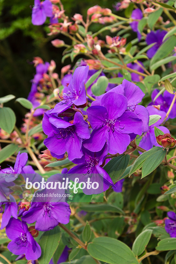 511212 - Princess flower (Tibouchina urvilleana)