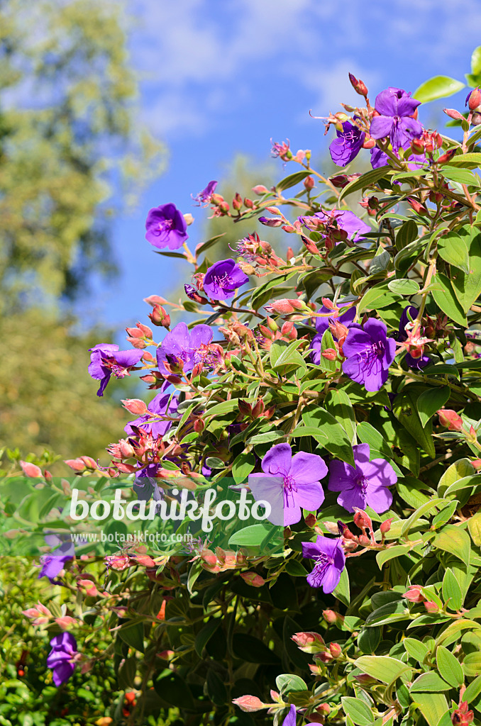 572079 - Princess flower (Tibouchina urvilleana)