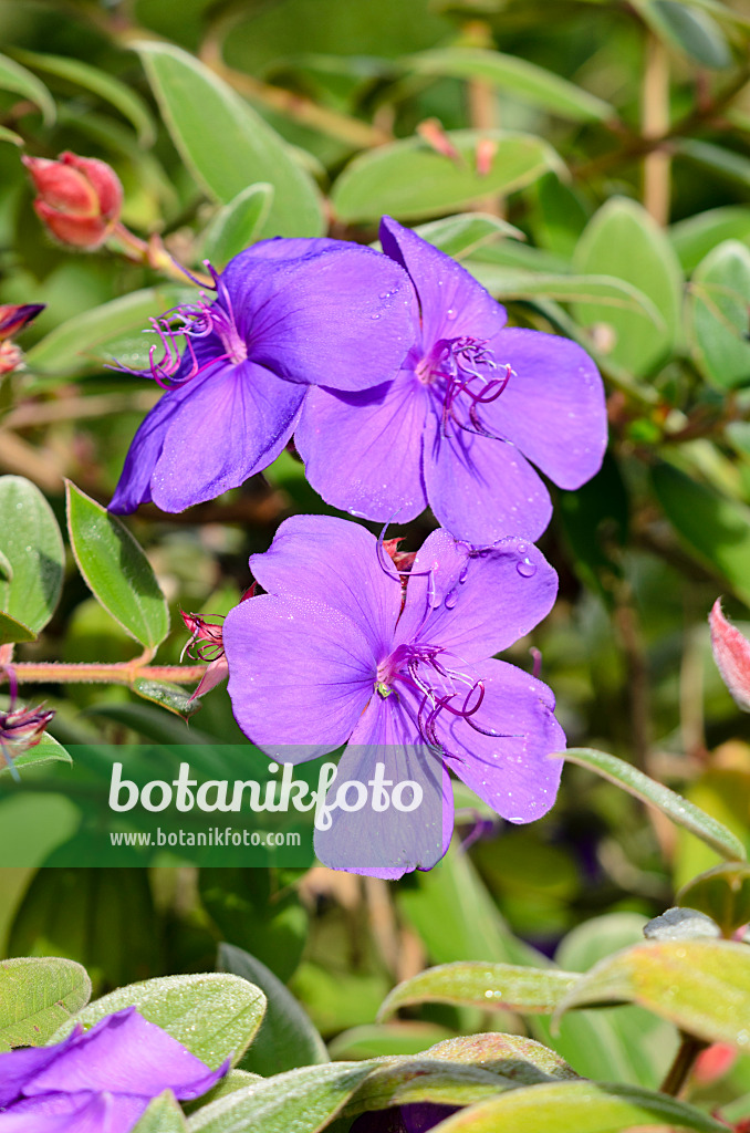 572080 - Princess flower (Tibouchina urvilleana)