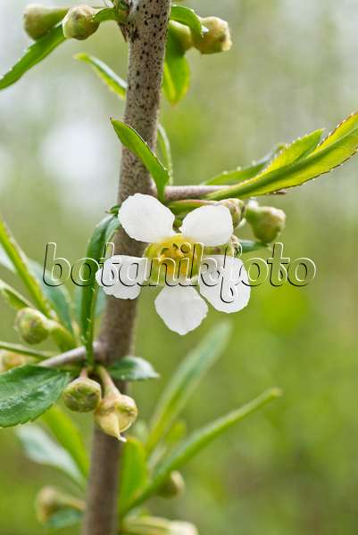 555111 - Prinsepia sinensis
