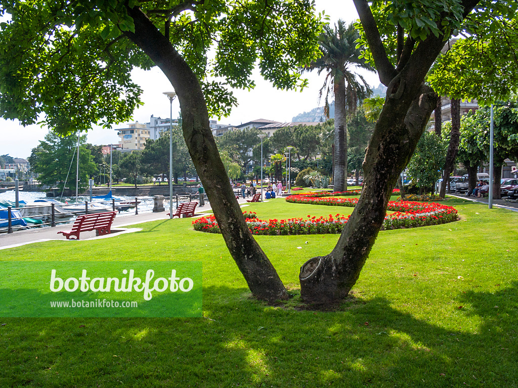 414125 - Promenade at Lago Maggiore, Locarno, Switzerland