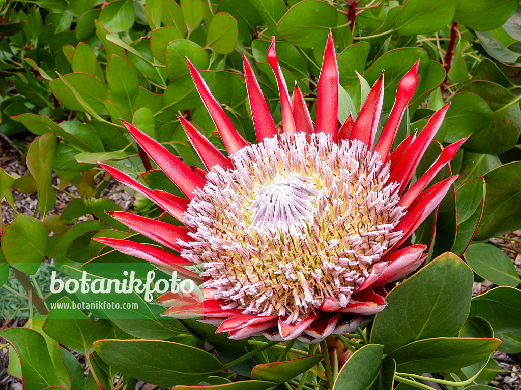 455279 - Protea (Protea)