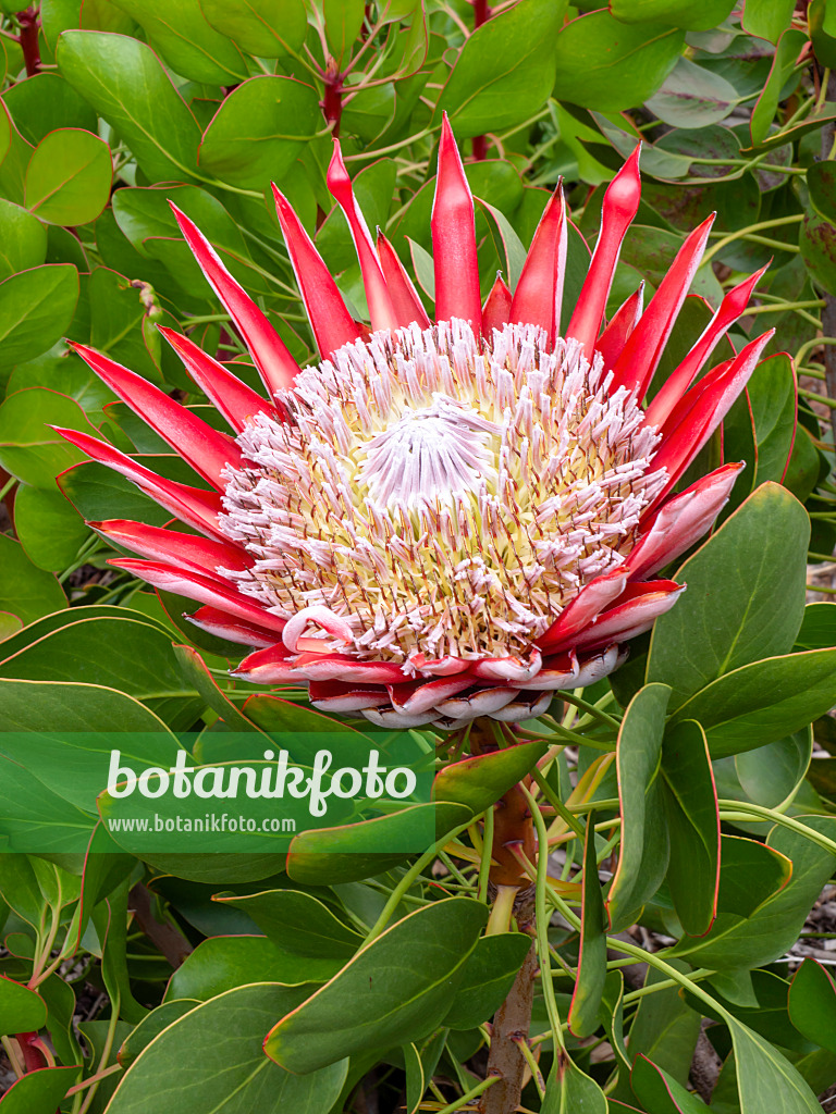 455281 - Protea (Protea)