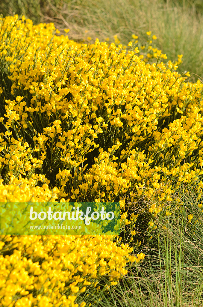 544025 - Provence broom (Cytisus purgans)