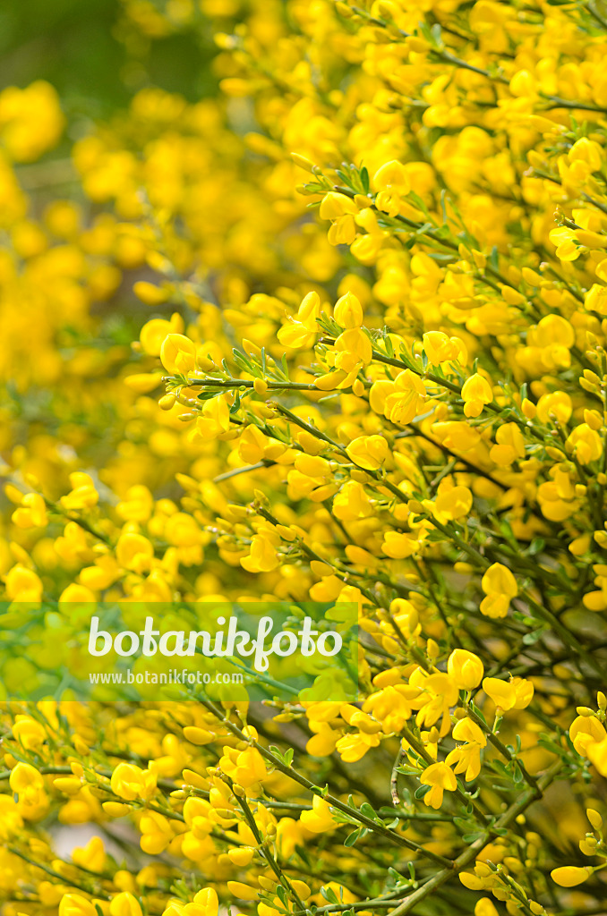 556013 - Provence broom (Cytisus purgans)