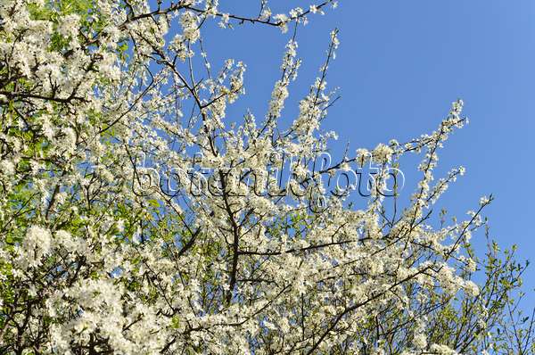 495122 - Prunellier (Prunus spinosa)