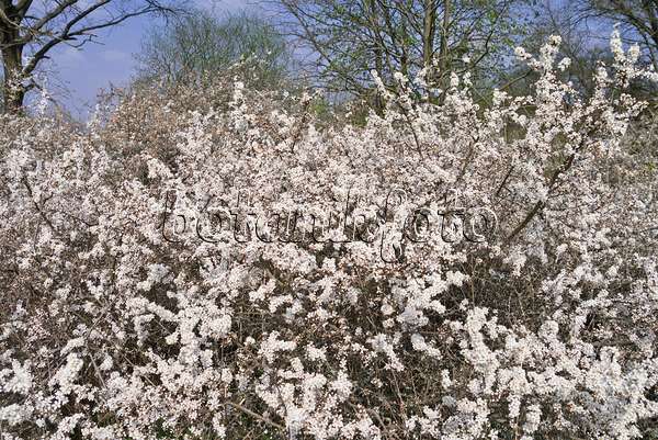531058 - Prunellier (Prunus spinosa)