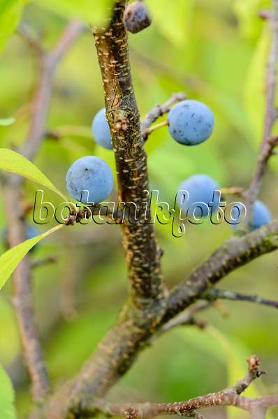 536182 - Prunellier (Prunus spinosa)