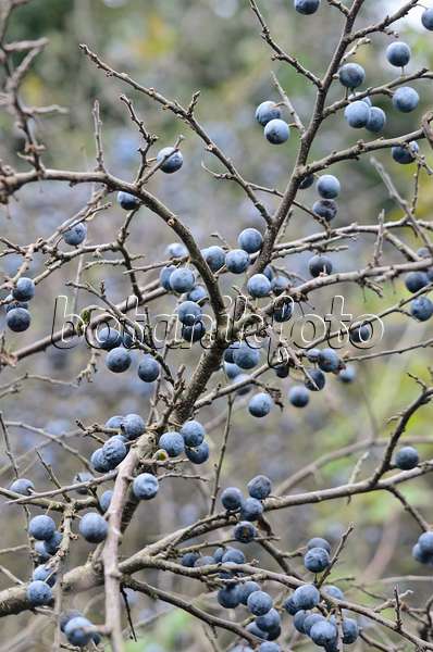 536184 - Prunellier (Prunus spinosa)