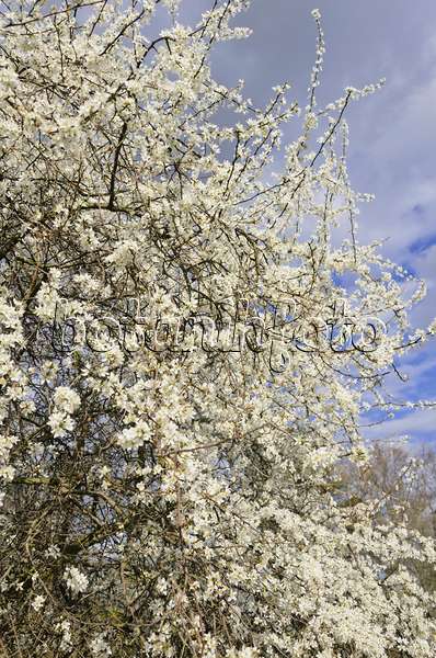 543030 - Prunellier (Prunus spinosa)