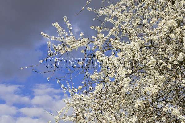 543033 - Prunellier (Prunus spinosa)