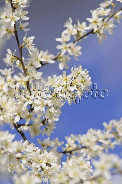 543035 - Prunellier (Prunus spinosa)