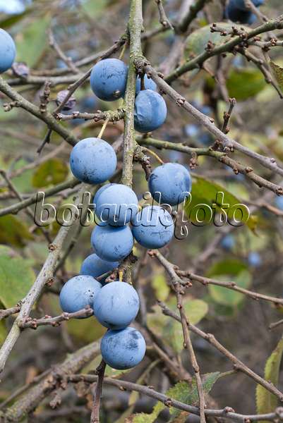 549166 - Prunellier (Prunus spinosa)