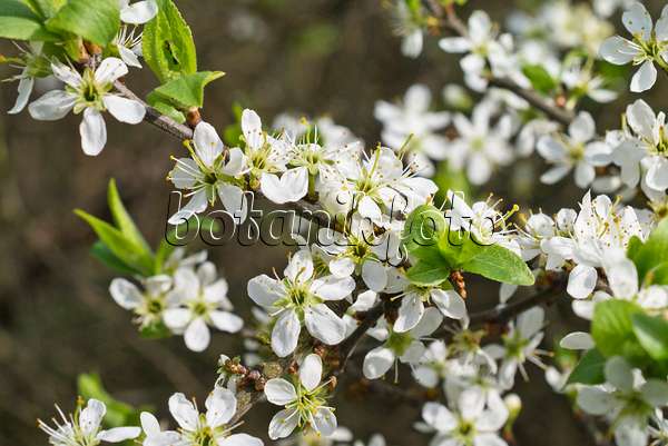 555050 - Prunellier (Prunus spinosa)