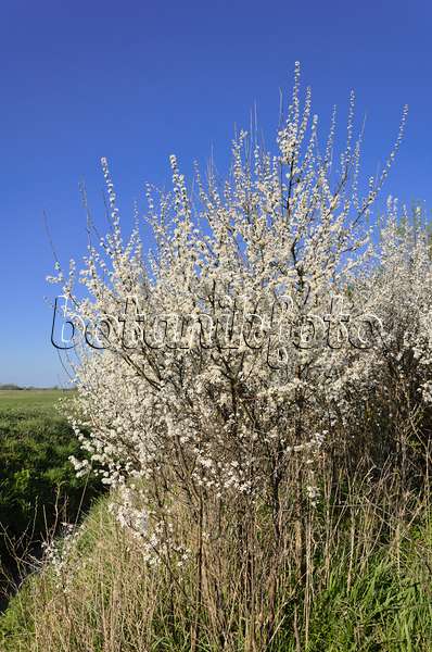 555093 - Prunellier (Prunus spinosa)