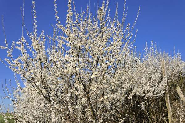 555095 - Prunellier (Prunus spinosa)
