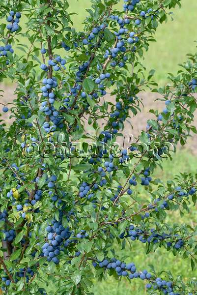 575287 - Prunellier (Prunus spinosa)