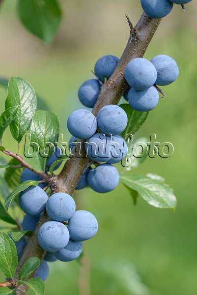 575288 - Prunellier (Prunus spinosa)
