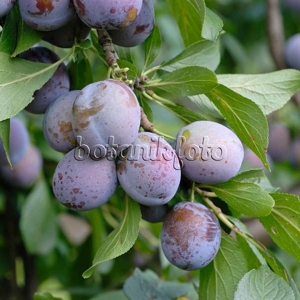 471443 - Prunier cultivé (Prunus domestica 'Anna Späth')