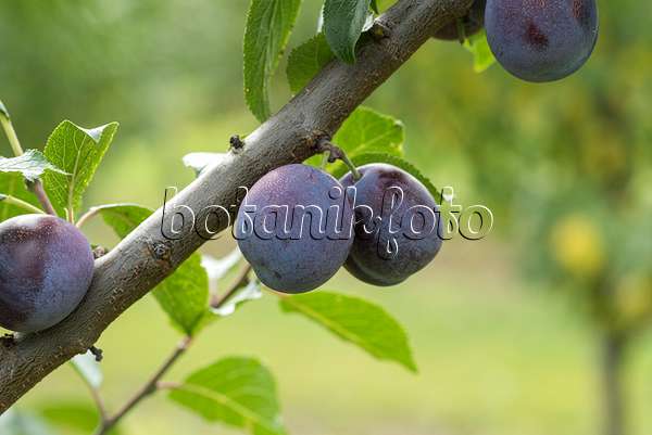 616080 - Prunier cultivé (Prunus domestica 'Anna Späth')