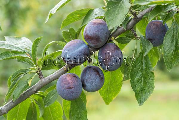 616081 - Prunier cultivé (Prunus domestica 'Anna Späth')