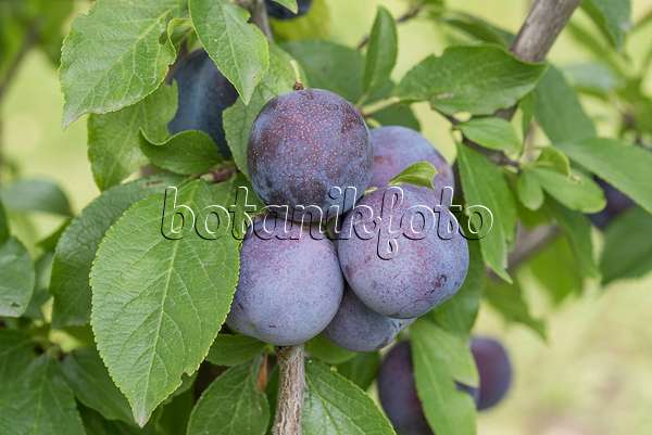 616082 - Prunier cultivé (Prunus domestica 'Anna Späth')