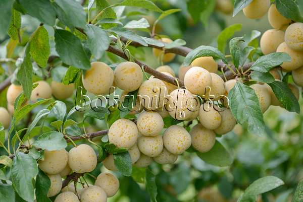 535359 - Prunier cultivé (Prunus domestica 'Bellamira')