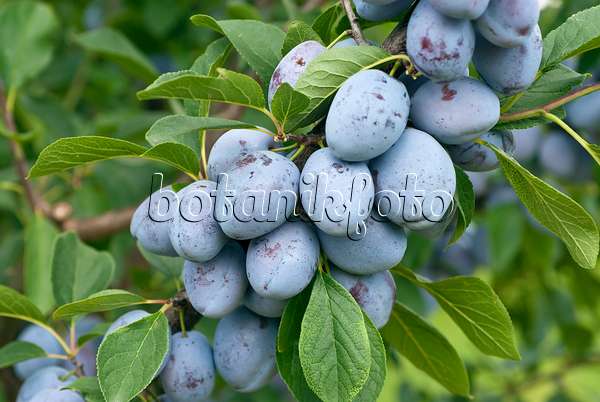 517344 - Prunier cultivé (Prunus domestica 'Bühler Frühzwetsche')