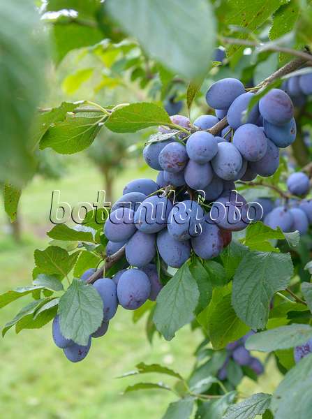 575245 - Prunier cultivé (Prunus domestica 'Cacaks Fruchtbare')