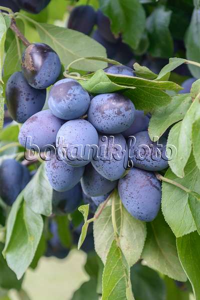 547234 - Prunier cultivé (Prunus domestica 'Chrudimer')